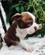 Boston Terrier Puppies for sale in Erie, PA, USA. price: $500