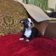 Boston Terrier Puppies for sale in Antelope, CA, USA. price: NA