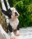 Boston Terrier Puppies for sale in Erie, PA, USA. price: NA
