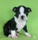 Boston Terrier Puppies for sale in Brooklyn, NY, USA. price: NA