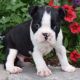 Boston Terrier Puppies for sale in Garden City, ID, USA. price: $500
