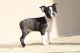 Boston Terrier Puppies for sale in Tinley Park, IL, USA. price: NA