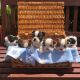 Boston Terrier Puppies for sale in Seattle, WA 98185, USA. price: NA