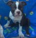 Boston Terrier Puppies for sale in Pennsylvania Ave NW, Washington, DC, USA. price: NA