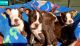 Boston Terrier Puppies for sale in Pennsylvania Ave NW, Washington, DC, USA. price: NA