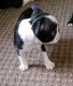 Boston Terrier Puppies for sale in Birmingham, AL 35201, USA. price: NA