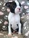 Boston Terrier Puppies for sale in Vancouver, WA, USA. price: NA