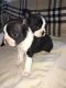 Boston Terrier Puppies for sale in Chicago, IL 60674, USA. price: NA