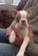 Boston Terrier Puppies for sale in New Bedford, MA, USA. price: NA