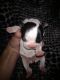 Boston Terrier Puppies for sale in Toledo, OH, USA. price: NA