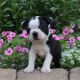 Boston Terrier Puppies for sale in Canton, OH, USA. price: NA