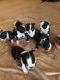Boston Terrier Puppies for sale in Auburn, WA, USA. price: NA