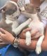 Boston Terrier Puppies for sale in West Stockbridge, MA 01266, USA. price: NA