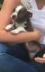 Boston Terrier Puppies for sale in West Stockbridge, MA 01266, USA. price: NA