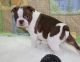 Boston Terrier Puppies for sale in Temple City, CA, USA. price: NA
