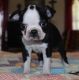 Boston Terrier Puppies for sale in West Palm Beach, FL, USA. price: NA