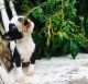 Boston Terrier Puppies for sale in Fannettsburg Rd W, Fannettsburg, PA 17221, USA. price: NA