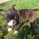 Boston Terrier Puppies for sale in Canton, OH, USA. price: NA