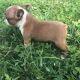 Boston Terrier Puppies for sale in Canton, OH, USA. price: $1,199