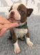 Boston Terrier Puppies for sale in California Rd, Mt Vernon, NY 10552, USA. price: NA