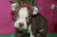 Boston Terrier Puppies for sale in Beverly Hills, CA 90210, USA. price: NA
