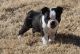 Boston Terrier Puppies for sale in Chicago Heights, IL, USA. price: NA