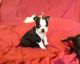 Boston Terrier Puppies for sale in Fernandina Harbor Marina, Fernandina Beach, FL 32034, USA. price: NA