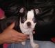 Boston Terrier Puppies for sale in W Spring St, Spring Hill, KS 66083, USA. price: NA