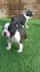 Boston Terrier Puppies for sale in W Spring St, Spring Hill, KS 66083, USA. price: NA