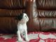 Boston Terrier Puppies for sale in Olivehurst Ave, Olivehurst, CA 95961, USA. price: NA