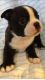 Boston Terrier Puppies for sale in Olivehurst Ave, Olivehurst, CA 95961, USA. price: NA