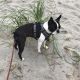 Boston Terrier Puppies for sale in Hillsborough, NC 27278, USA. price: $1,000