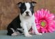 Boston Terrier Puppies for sale in Rowland, PA, USA. price: NA