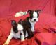 Boston Terrier Puppies for sale in Lansing, MI, USA. price: NA