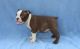 Boston Terrier Puppies for sale in Duluth, GA, USA. price: NA