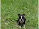 Boston Terrier Puppies for sale in CA-111, Rancho Mirage, CA 92270, USA. price: NA