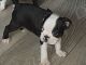 Boston Terrier Puppies for sale in Brownfield, TX 79316, USA. price: NA