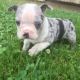 Boston Terrier Puppies for sale in Canton, OH, USA. price: $1,999