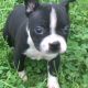 Boston Terrier Puppies for sale in Canton, OH, USA. price: $950