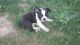 Boston Terrier Puppies for sale in Hocking County, OH, USA. price: NA