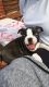 Boston Terrier Puppies for sale in Fernandina Harbor Marina, Fernandina Beach, FL 32034, USA. price: NA