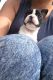Boston Terrier Puppies for sale in Reynoldsville, PA 15851, USA. price: NA