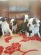 Boston Terrier Puppies for sale in Oakland, CA 94624, USA. price: NA