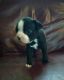 Boston Terrier Puppies for sale in Newaygo, MI 49337, USA. price: $800