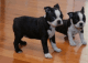 Boston Terrier Puppies for sale in Nashville, TN 37246, USA. price: NA