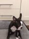 Boston Terrier Puppies for sale in Reynoldsville, PA 15851, USA. price: NA