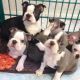 Boston Terrier Puppies for sale in Virginia Beach, VA, USA. price: NA