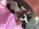 Boston Terrier Puppies for sale in St Joseph, MO, USA. price: NA