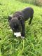 Boston Terrier Puppies for sale in Fort Pierce, FL, USA. price: $1,000