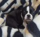 Boston Terrier Puppies for sale in Brownfield, TX 79316, USA. price: $400